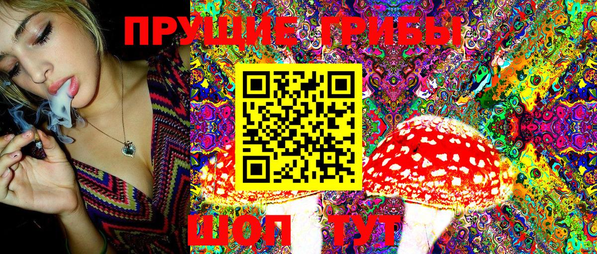Псилоцибиновые грибы Psilocybe Пенза